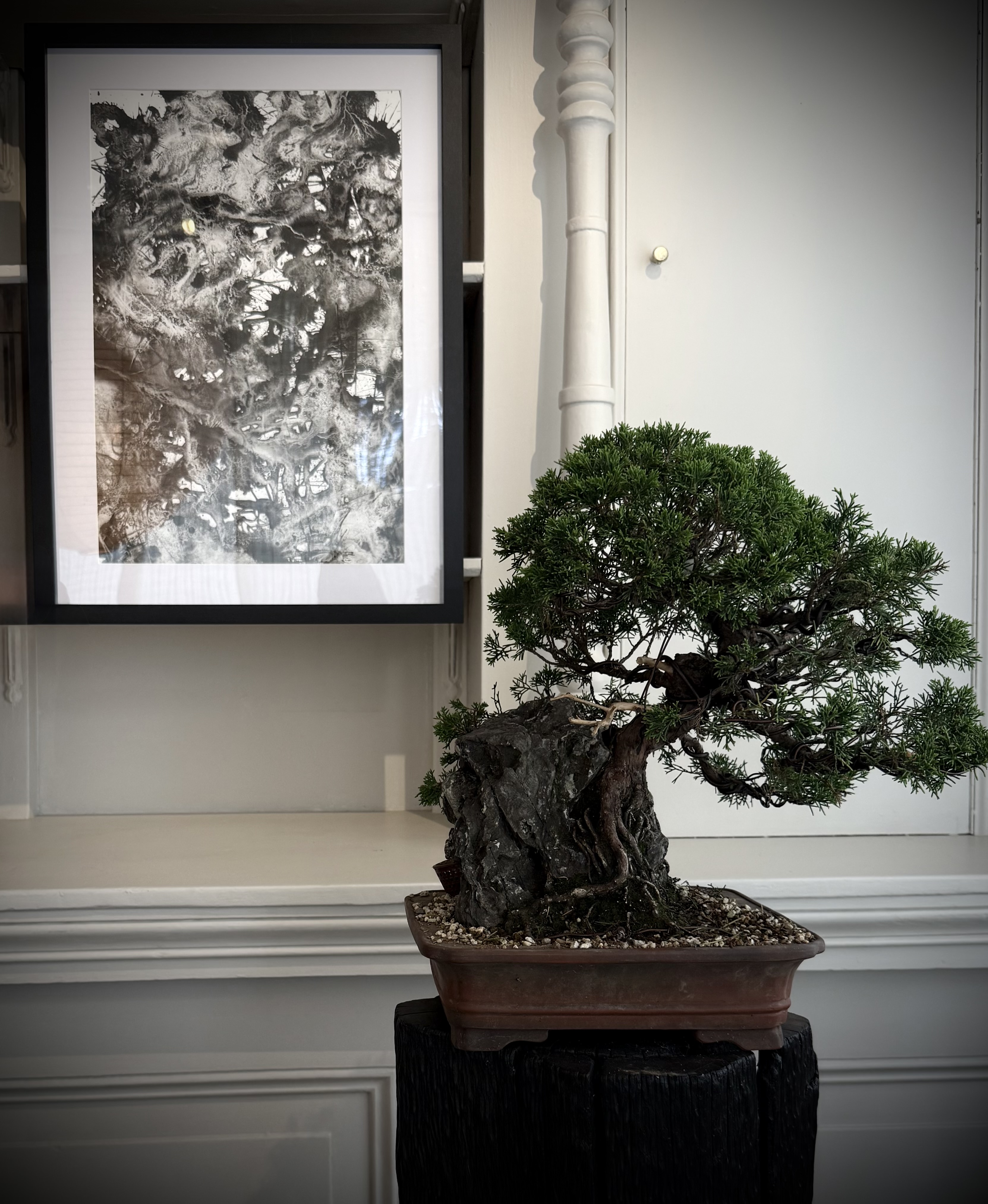 A bonsai on rock, kept since 2023.